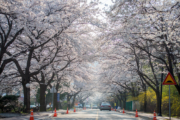 계룡산 동학사 벚꽃지난해 사진